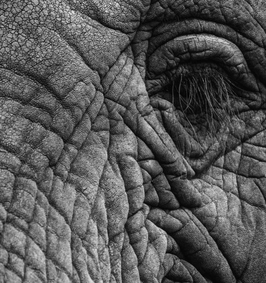 Kruger Park Safety put in perspective
