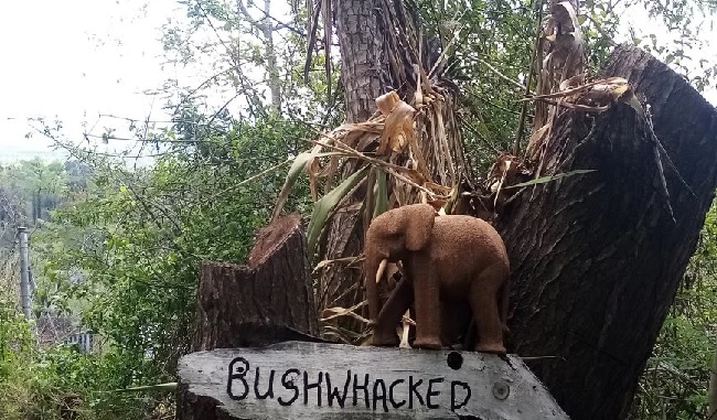 This image has an empty alt attribute; its file name is bushwackedlogo1.jpg